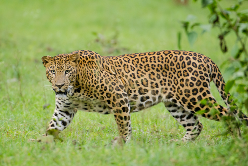 TN forest dept intensifies search for leopard in TN's Mayiladuthurai ...